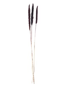 MADAM STOLTZ Sušené dekoratívne kvety Dark Fuchsia - 3 ks
