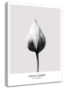 Gario Obraz na plátne Biely lotosový púčik Rozmery: 40 x 60 cm