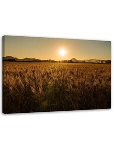 Gario Obraz na plátne Kukuričné pole Rozmery: 60 x 40 cm
