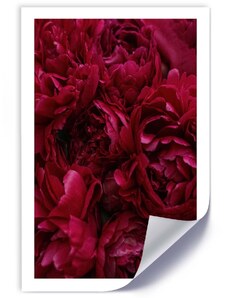 Gario Plagát Kvety pivonky v detailnom zábere Farba rámu: Bez rámu, Rozmery: 30 x 45 cm