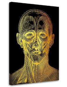Gario Obraz na plátne Zlatá anatómia, predná strana tváre - Gab Fernando Rozmery: 40 x 60 cm
