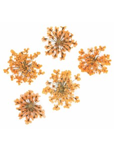 Starnails Sušené kvety na nechty - Orange, 5 ks