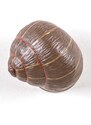 Nástenný vešiak Seletti Sleeping Snail #1